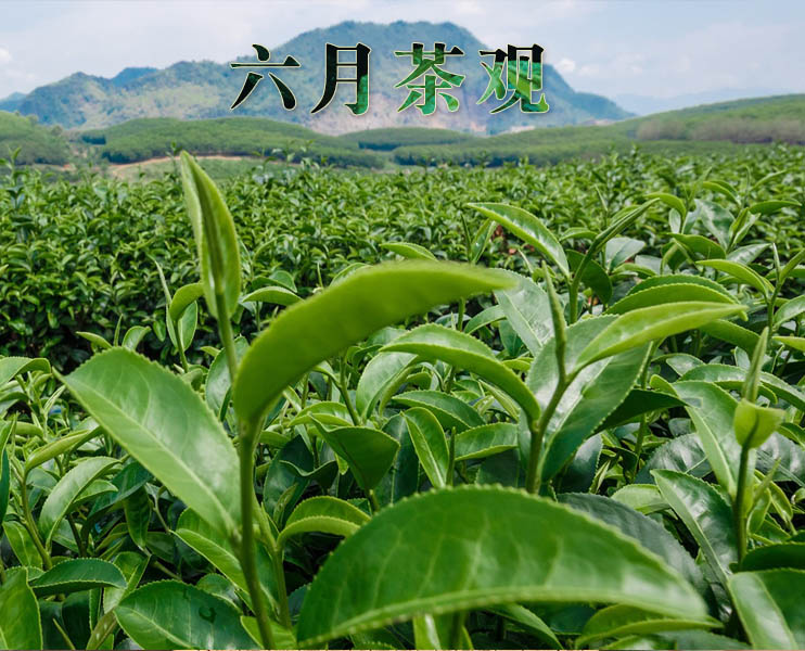 七月茶观：直播整肃、岩茶国标大修与六堡茶立法护航